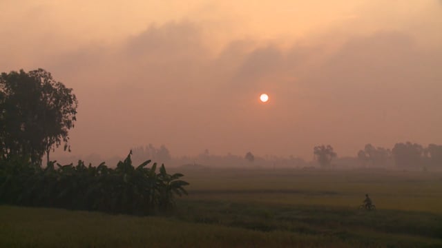 vietnam-rice-crop